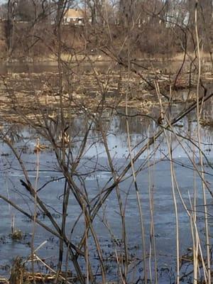 Hamilton-Trenton Marsh