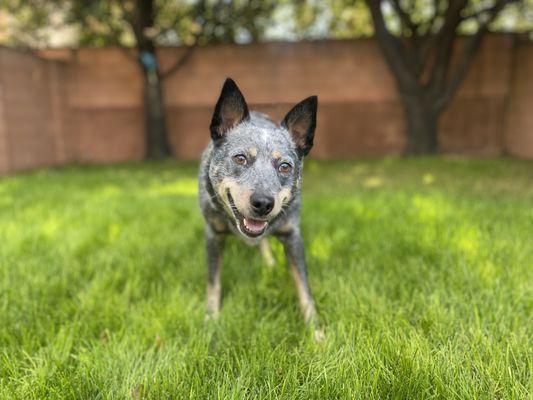 Pet Care & Creations