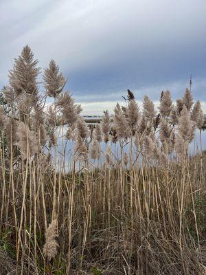 Cattus Island County Park