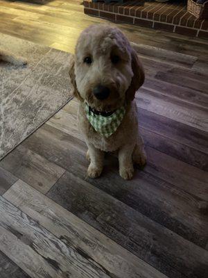 Maverick's grooming by Brandon at Canine Parlor.