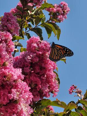 Blue Weeping Nursery