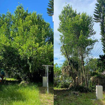 Everest Tree Service