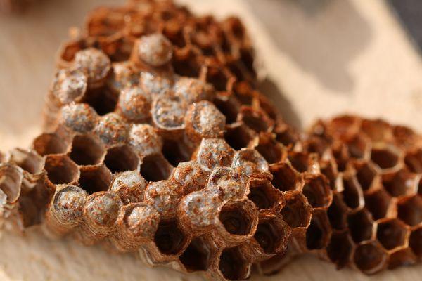 Dalton's Pest Control Service