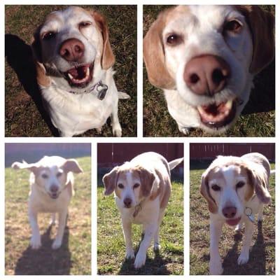 Aunt Tara's Creative Canine Solutions