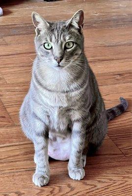 Love Animal Hospital