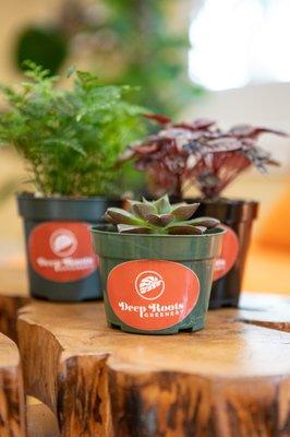 Various 4" plants. Photo credit: Dee Macaraeg Photography.