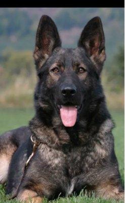 Obedient Heart Kennels