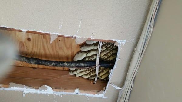 Save The Bees Rescue