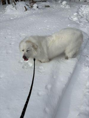 He is so clean, he now matches the snow!