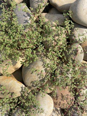 Pest Control Services