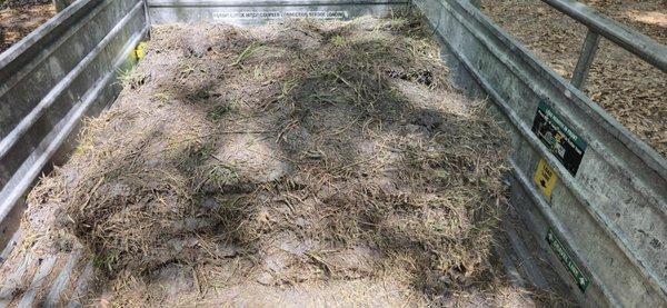 Citrus Sod