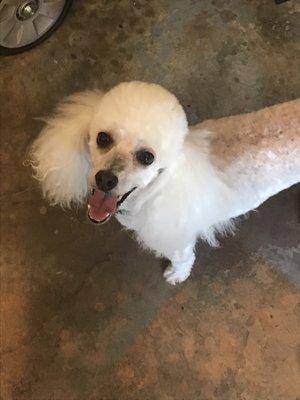 Phoebe loves going to the groomers.