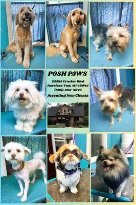 Posh Paws Pet Salon
