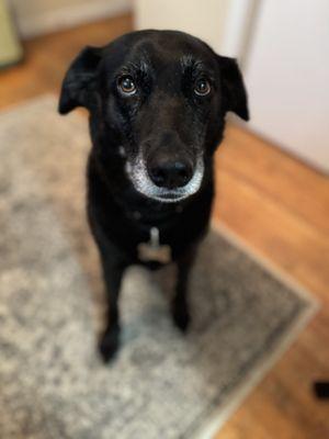 Ruff Waters Dog Wash LLC