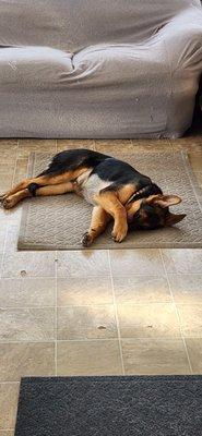 Animal Hospital of Rocky Hill