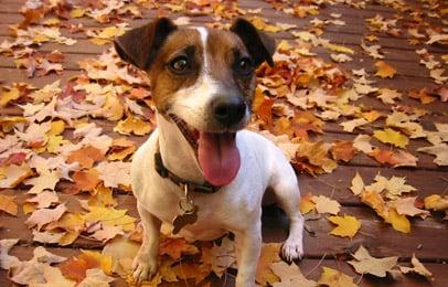 cat sitting cat sitter dog sitter dog walker Allentown Bethlehem Easton saucon valley Pennsylvania new jersey new York city