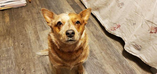 Prescott Valley Pet Clinic