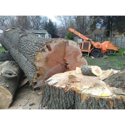 Springfield Tree Service