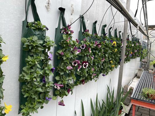 Wall hanging pansy planters