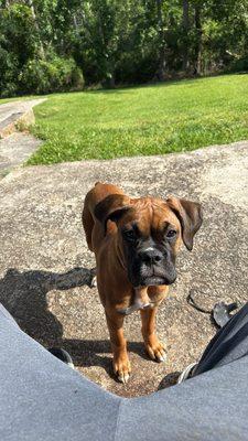 My boxer Sadie