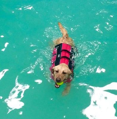 Finnlee loves Sit, Stay, Swim!