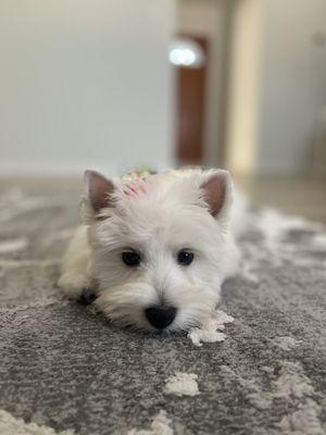 After, looking more like a Westie!