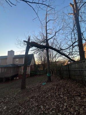 Young's Tree & Stump