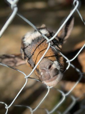 Siloam Springs Veterinary