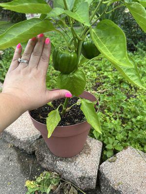 Here are some random photos of my nails! Check FB TO look at all they do!