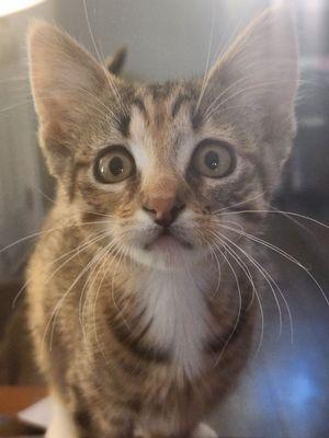 This is Peanut. She was the sweetest kitten. She showed me so much. Life's lessons come in tiny packages.