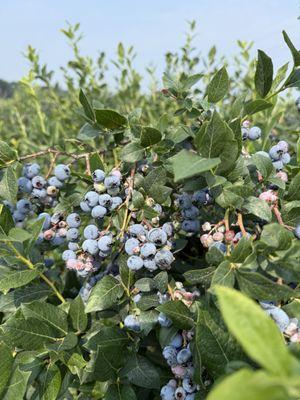 Reenders Blueberry Farm