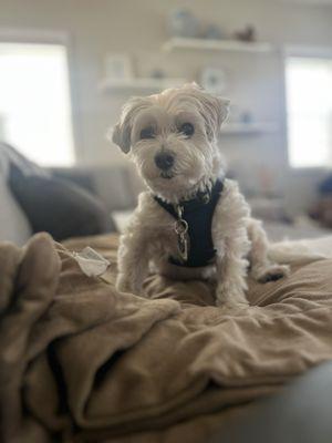 South County Animal Hospital