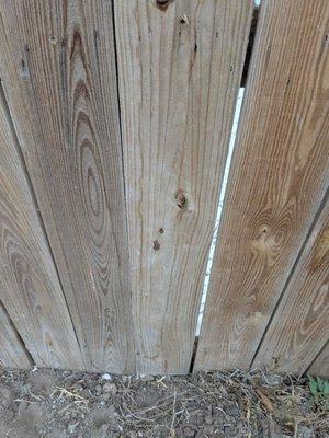 Center fence picket has urine from the middle knot on down to the ground. The smell is horrendous.