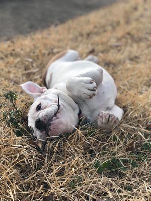 Maaco Auto Body Shop & Painting