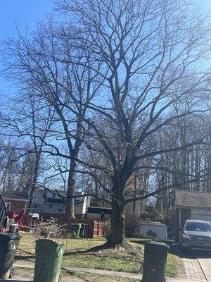 Max Tree Service and Landscaping