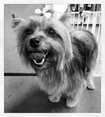 Barks & Tales Dog Spa