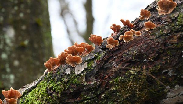 City of Trees Fencing Co