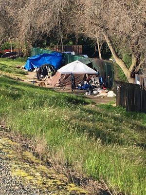 Pit bulls, trash and homeless encampments