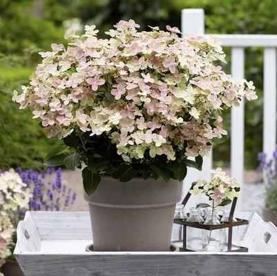 Platt Hill Nursery