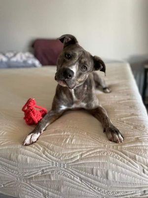 Ollie's Pack Rescue and Transport