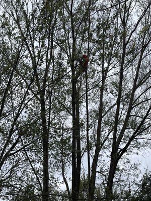 Super Star Tree Service