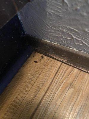 Bugs left in the corners, so no floors got done