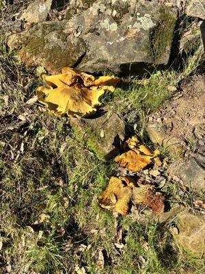 Three Bridges Oak Preserve