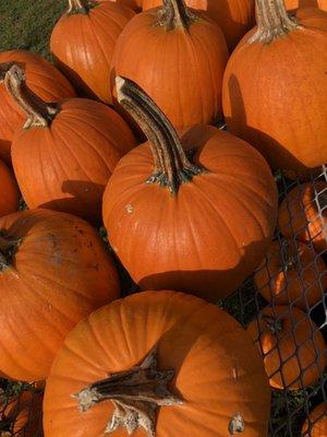 Pumpkins for sale