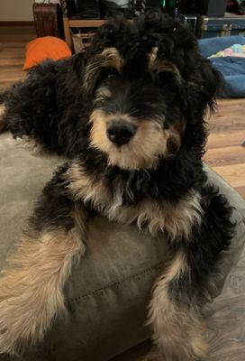 Xica in one of her calm moments...