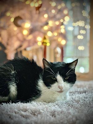 Love Always Veterinary Care