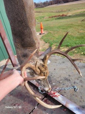 Semo Deer Processing