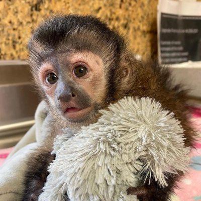 Top pet capuchin monkeys for sale