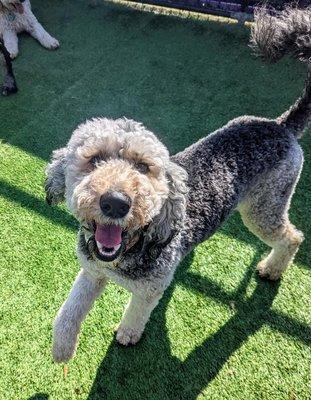 Central Bark Rochester, MN