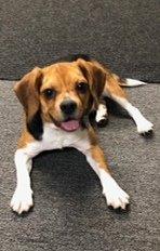 Elmer - Bed Bug Detection Canine